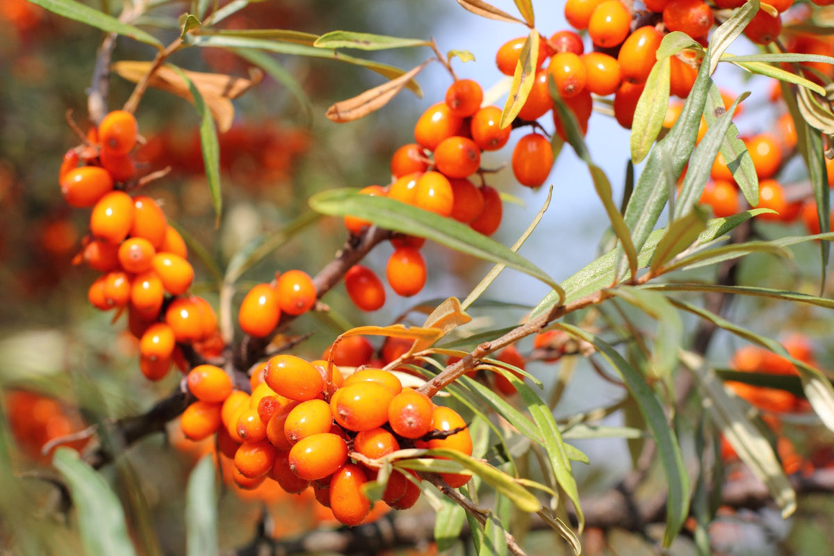 Ripe orange sea buckthorn berries clustered along thorny branches among narrow silver-green leaves on the bush in daylight