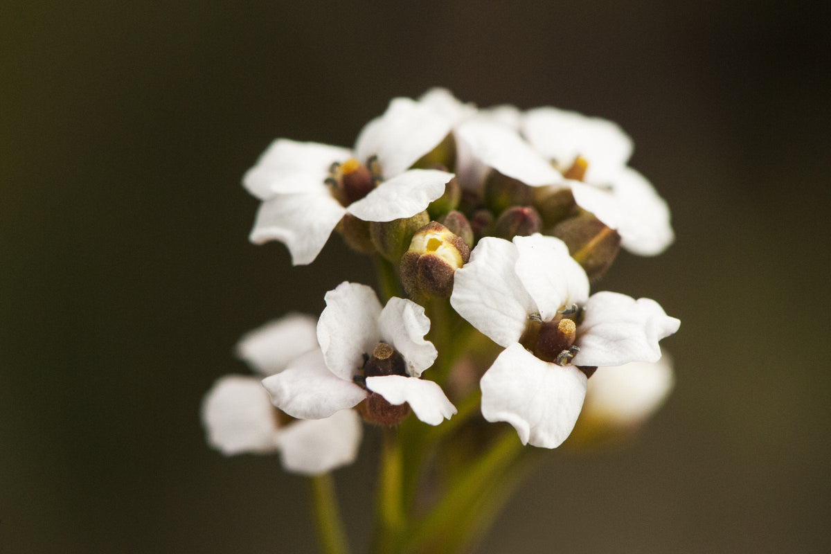 A cluster of small white four-petalled flowers and buds of Crambe abyssinica, the Abyssinian kale whose seeds are pressed for abyssinian oil, photographed close up in natural light