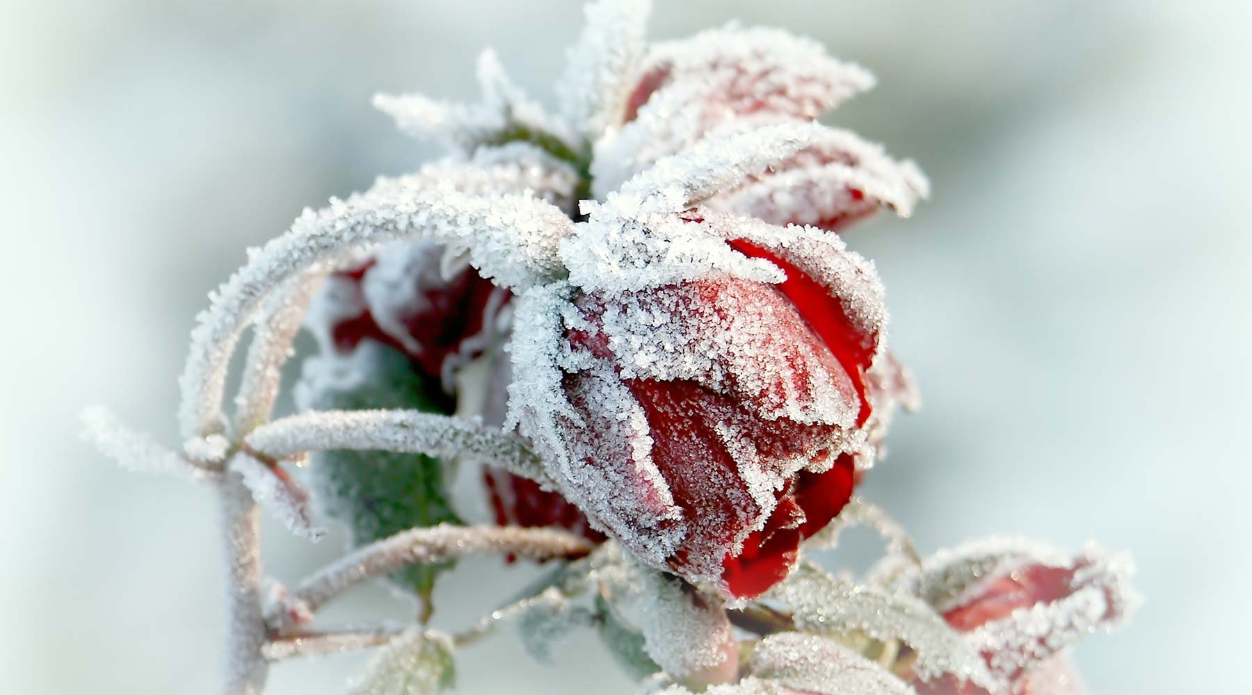 Stop Wasting Anti-Aging Efforts: How Cold Preservation Maximizes Real Results
