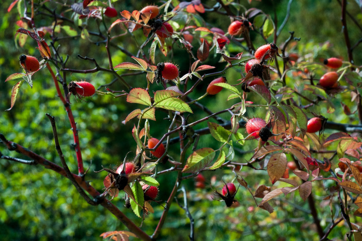 Ripe red rosehips clustered on a wild dog rose bush among green leaves in soft autumn daylight