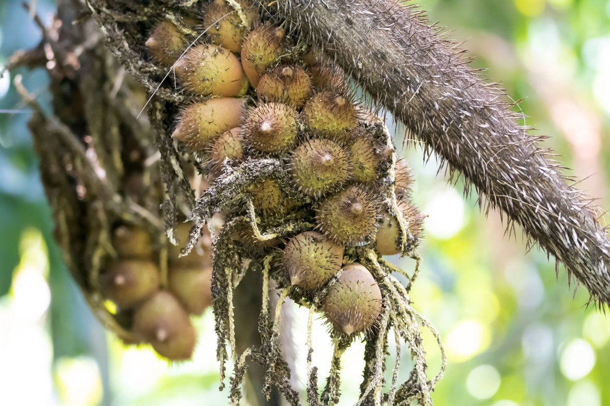 Cluster of spiny yellow-brown fruits hanging from the thorny stem of an Astrocaryum palm, the genus that gives murumuru butter