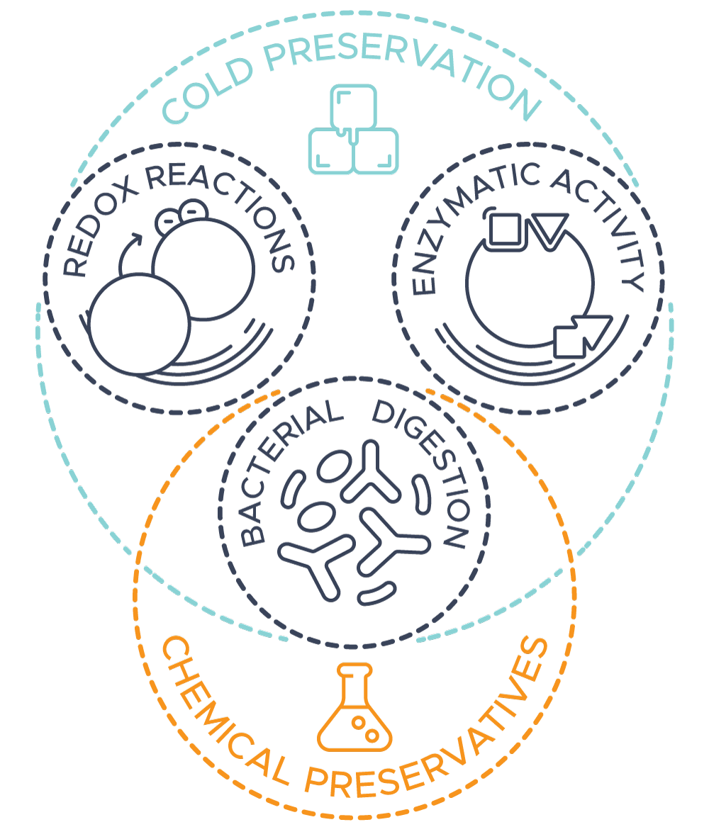 Diagram: three dashed navy circles labelled redox reactions, enzymatic activity and bacterial digestion. A pale blue dashed ring labelled cold preservation encloses all three. An orange dashed ring labelled chemical preservatives encloses only bacterial digestion.