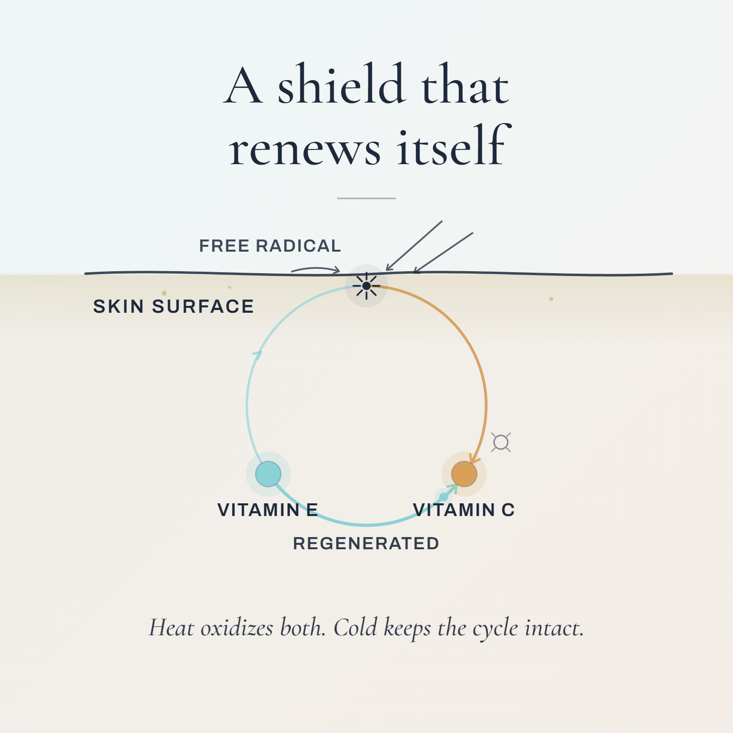 Diagram of how Berry Boreal Bod's antioxidants renew: vitamin C neutralizes a free radical, then vitamin E regenerates it