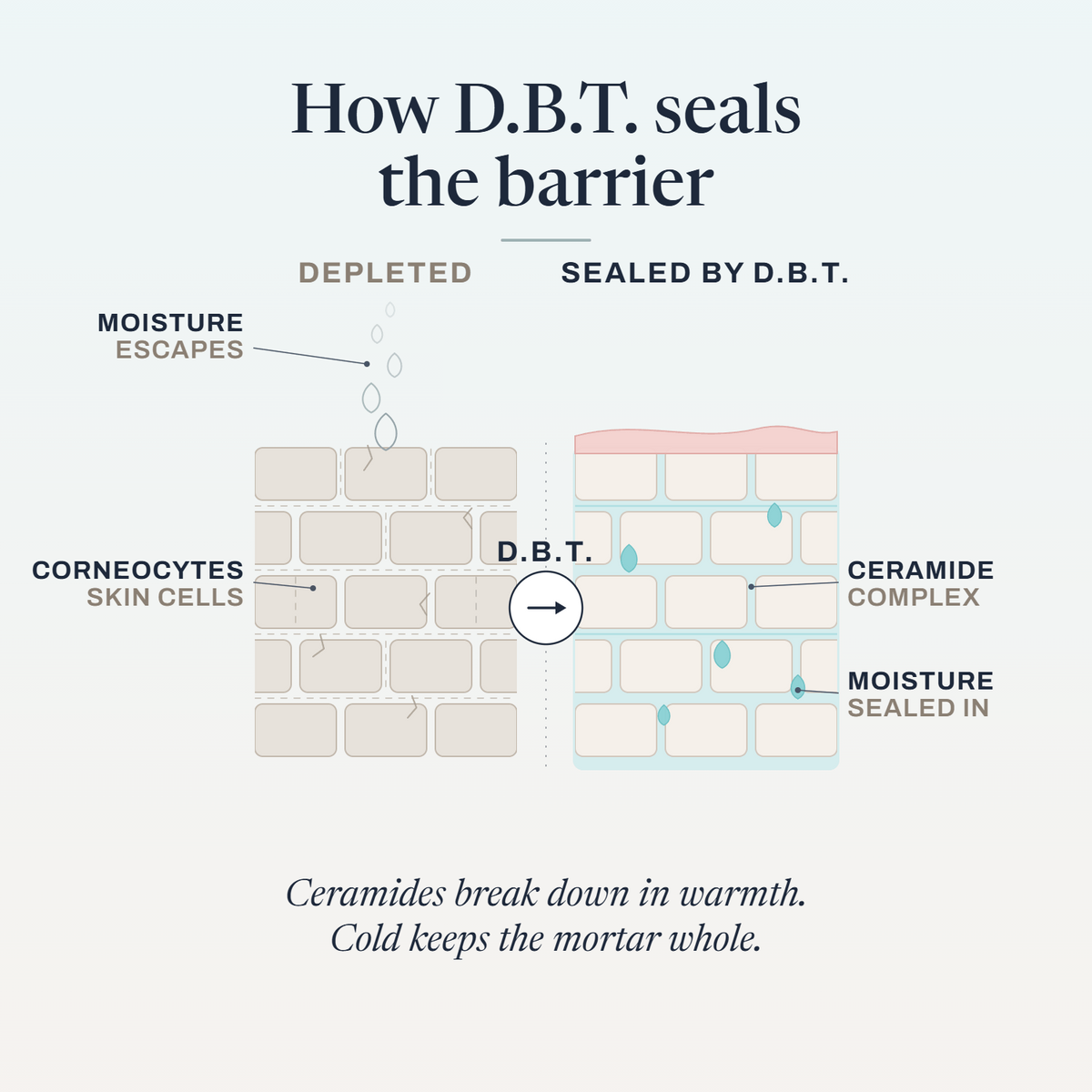 Diagram of skin cells as a brick wall, showing how D.B.T. Baba Yaga ceramides seal gaps to lock in moisture