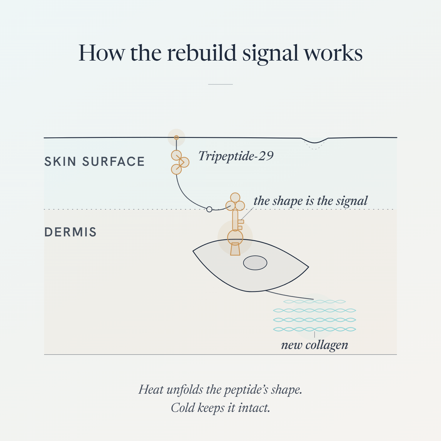Diagram of Tripeptide-29 in 7 Winters signaling new collagen to form in the dermis, labeled 'the shape is the signal.'