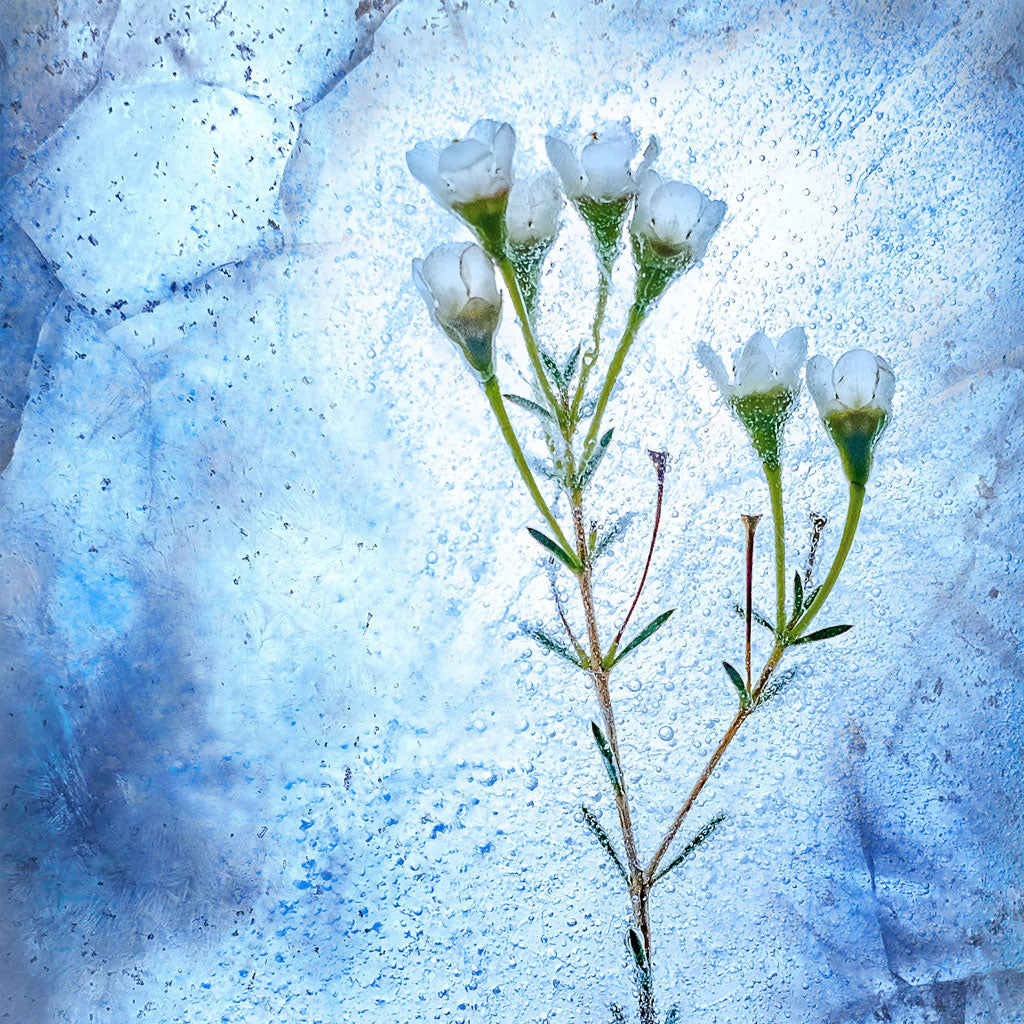 flower frozen in ice