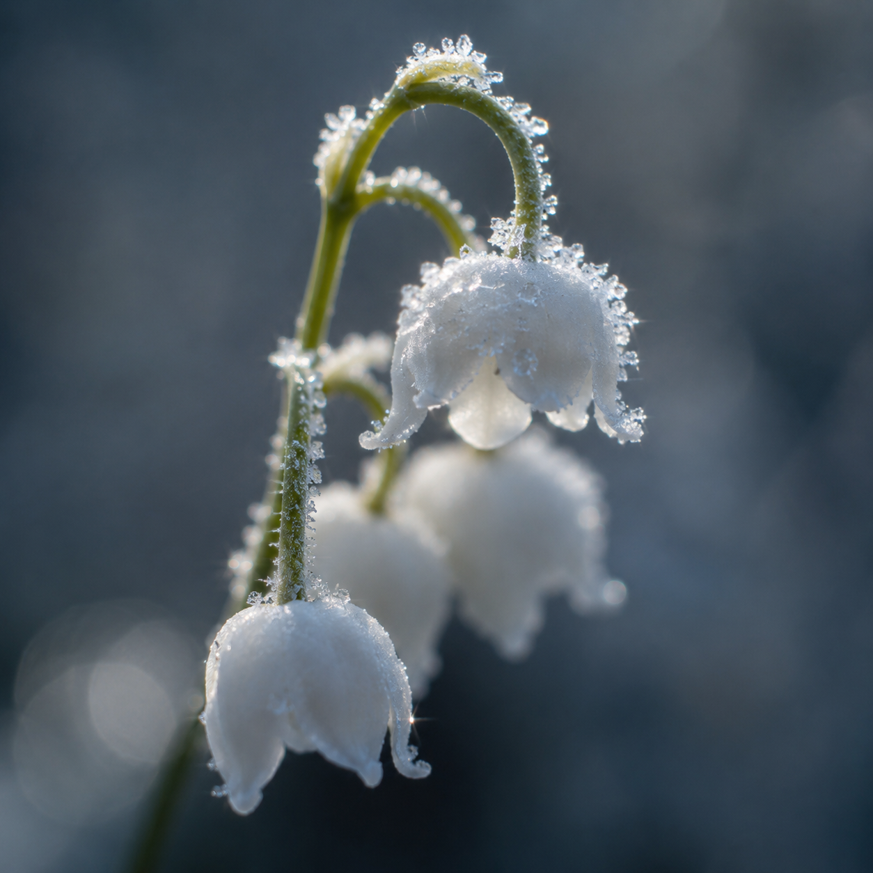 Close-up of frosted lily of the valley, the flower behind Memoir's name and scent