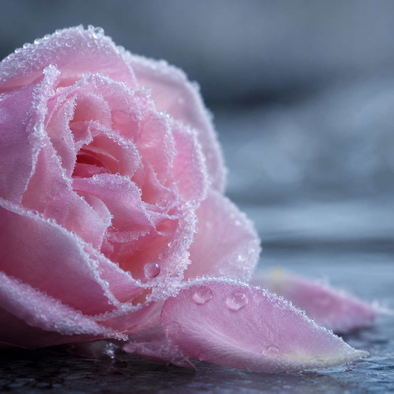 Rose damascena at first frost