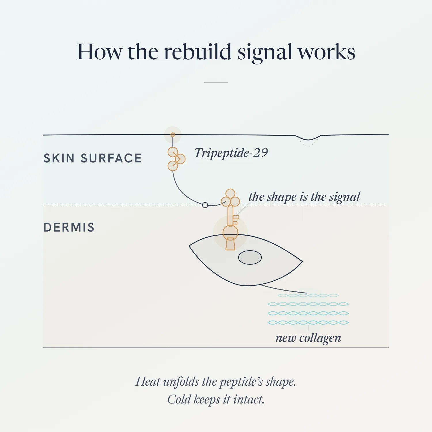 Diagram showing how Tripeptide-29 in 7 Winters signals skin to rebuild collagen in the dermis