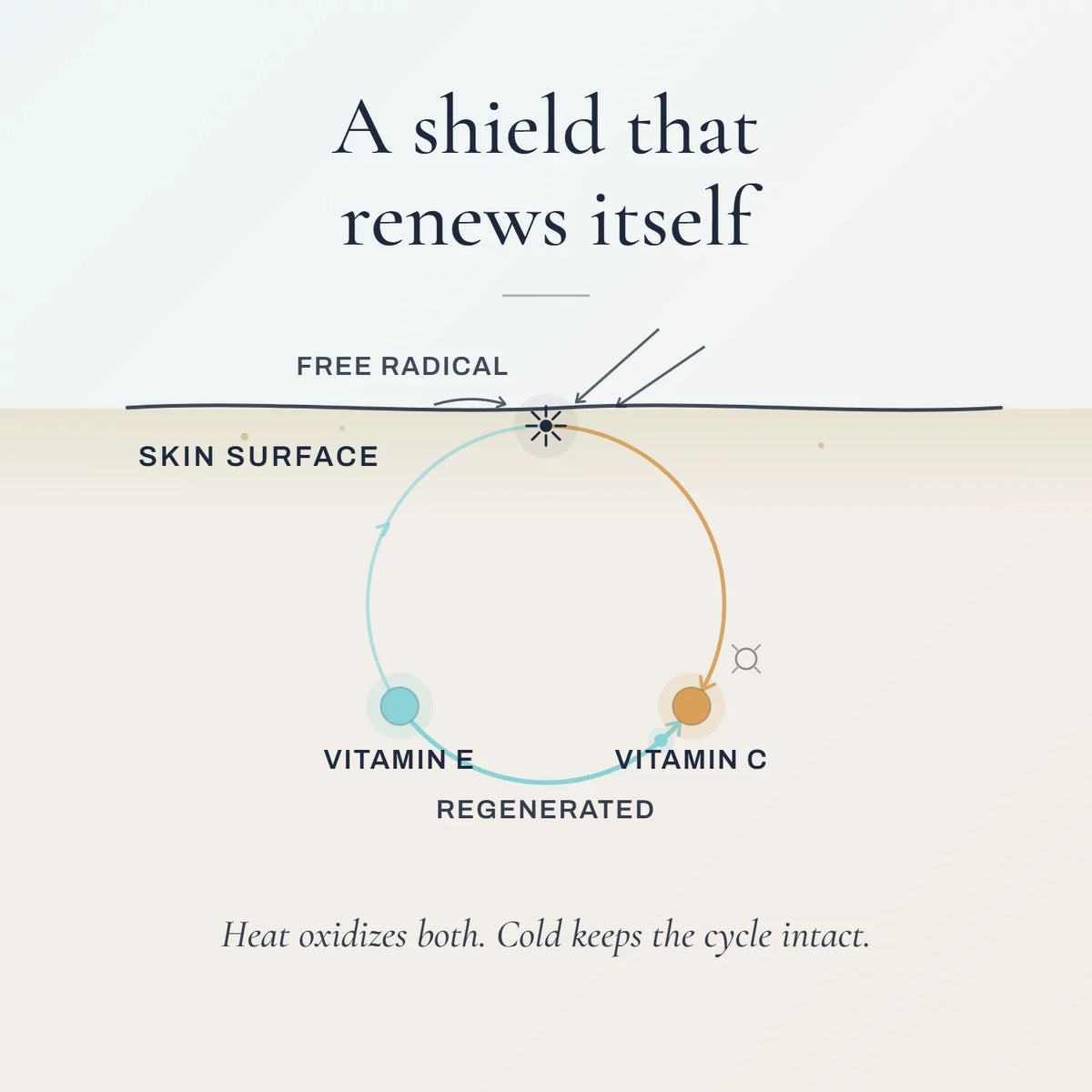 Diagram of Berry Boreal Bod's antioxidant cycle: vitamin C neutralizes free radicals, then vitamin E renews it