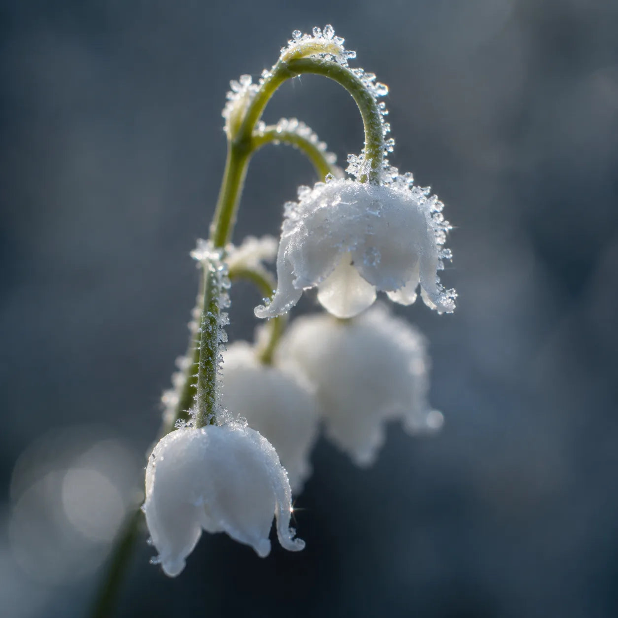 Close-up of frosted lily of the valley, the flower behind Mini Memoir's name and scent