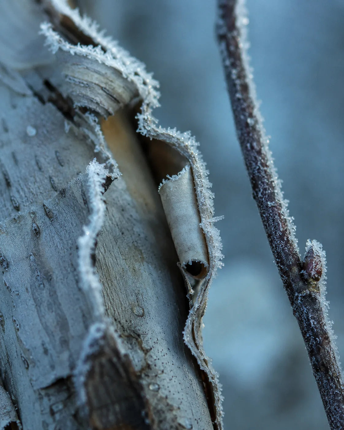 White willow bark at first frost