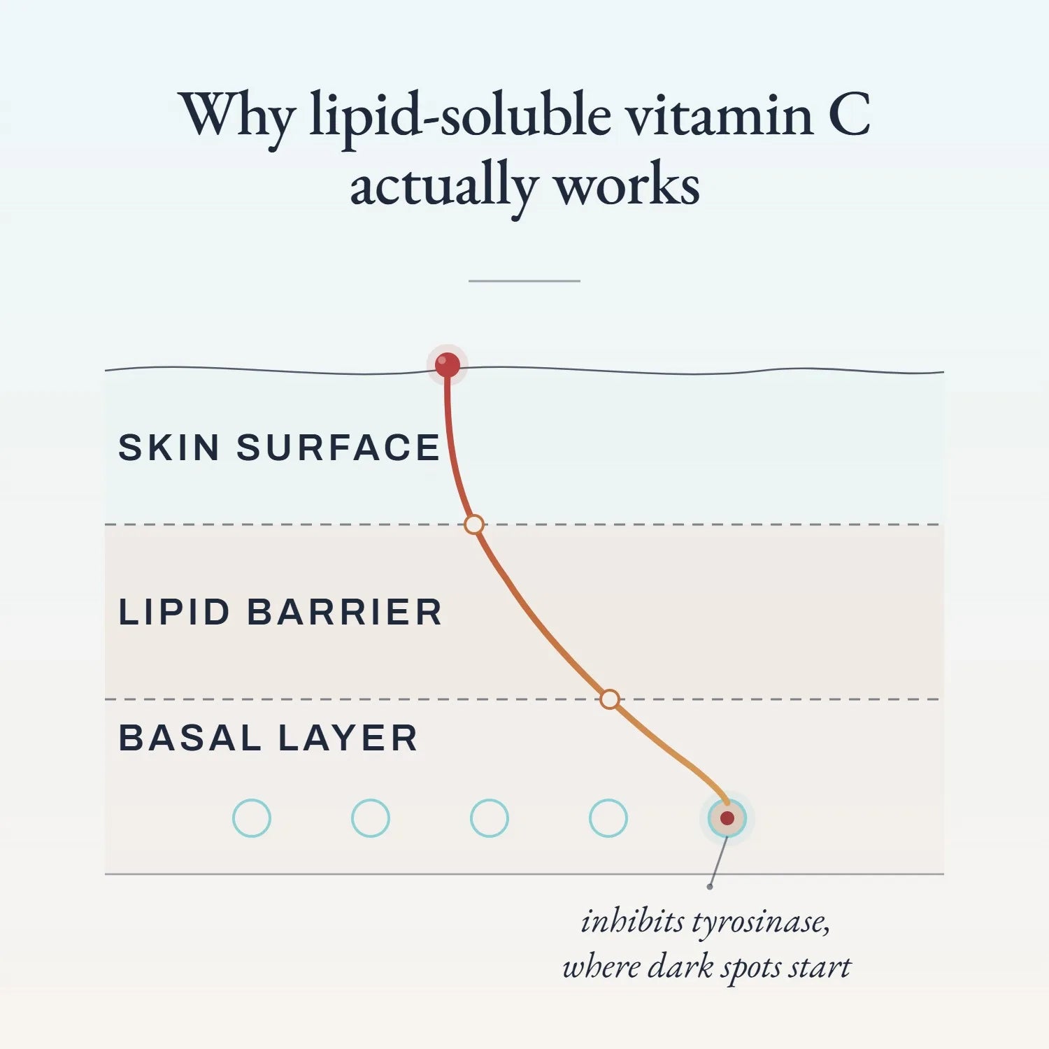 is vitamin c lipid soluble The Same Thing As Calcium The Water-Soluble Vitamins: C and