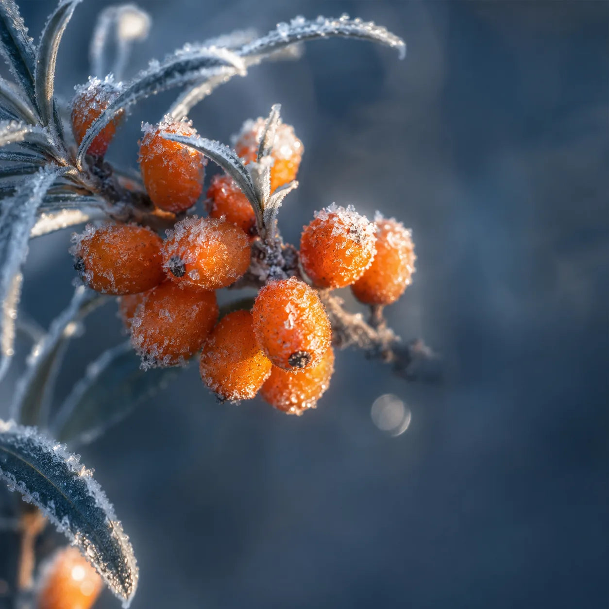 Siberian sea buckthorn berries, the vitamin C source in Cryo-C