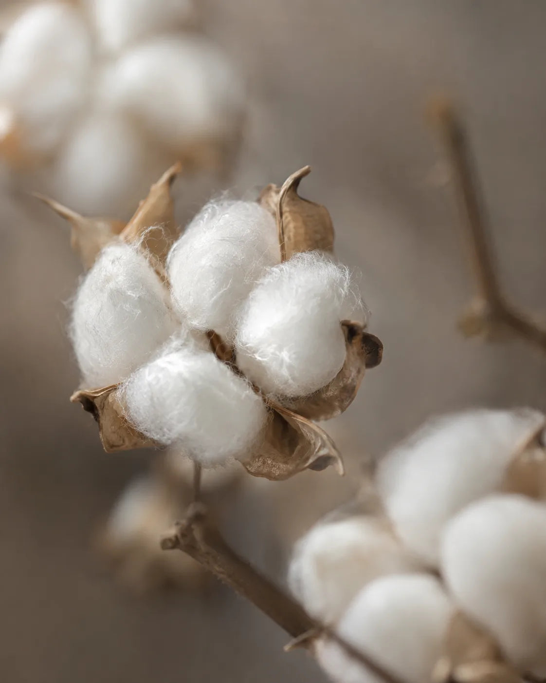 Cotton bolls on the branch